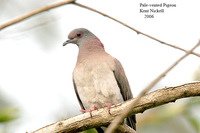 Pale-vented Pigeon - Patagioenas cayennensis