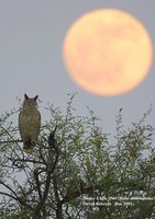 Dusky Eagle-Owl - Bubo coromandus