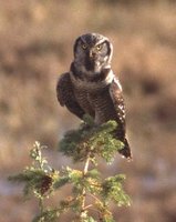 Northern Hawk Owl - Surnia ulula