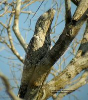 Great Potoo - Nyctibius grandis