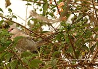 Blue-naped Mousebird - Urocolius macrourus