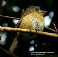 Rusty-breasted Nunlet - Nonnula rubecula