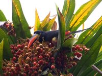 Fiery-billed Aracari - Pteroglossus frantzii