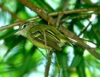 Yellow-olive Flycatcher - Tolmomyias sulphurescens