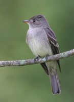 Eastern Wood-Pewee - Contopus virens