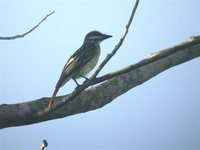 Sulphur-bellied Flycatcher - Myiodynastes luteiventris