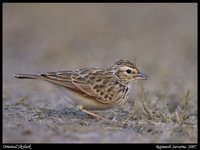 Oriental Skylark - Alauda gulgula