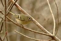 Ruby-crowned Kinglet - Regulus calendula