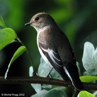 European Pied Flycatcher - Ficedula hypoleuca