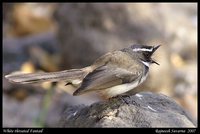 White-throated Fantail - Rhipidura albicollis