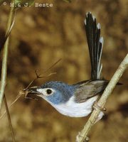 Lovely Fairywren - Malurus amabilis