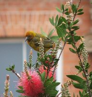 Cape Weaver - Ploceus capensis