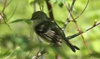 White-eyed Vireo - Vireo griseus