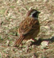 Meadow Bunting - Emberiza cioides