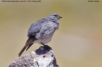 White-throated Sierra-Finch - Phrygilus erythronotus