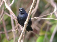 Blue-black Grassquit - Volatinia jacarina