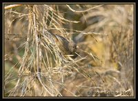 Paramo Seedeater - Catamenia homochroa