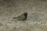 Black-faced Grassquit - Tiaris bicolor