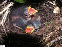 Chestnut-capped Brush-Finch - Buarremon brunneinucha