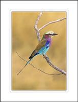 Lilac-breasted Roller (Coracias caudata)