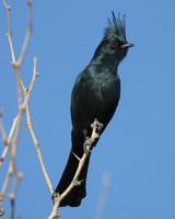 Phainopepla