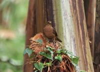 Clay-Colored Robin - Seen thoughout trip  