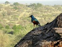 Superb Starling - Lamprotornis superbus