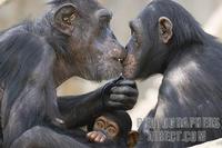 Germany , DEU , Muenster , 2007Jun05 : A chimpanzee family ( Pan troglodytes ) sitting close tog...