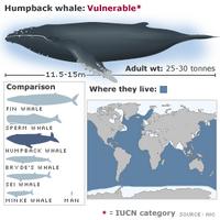 Humpback whale