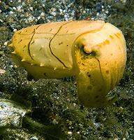 Broadclub Cuttlefish - Sepia latimanus