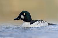 002432 - Bucephala clangula (Goldeneye)