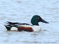 Northern Shoveler       Anas clypeata