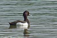 Tufted Duck