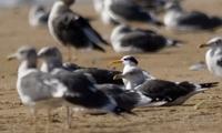 bengalterne / lesser crested tern (Sterna bengalensis)