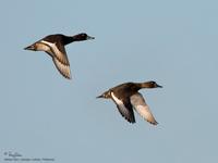 Tufted Duck (male at left and female at right)