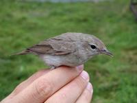 Garden Warbler (Sylvia borin)