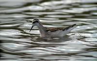 Red-necked Phalarope (Phalaropus lobatus)