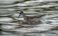 Red-necked Phalarope (Phalaropus lobatus)