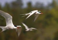 Common Tern (Sterna hirundo)