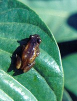 : Afrixalus spinifrons; Spiny-snouted Leaf-folding Frog