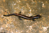 : Batrachoseps wrightorum; Oregon Slender Salamander