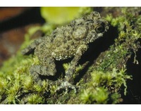 : Bufo taiensis