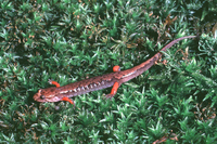 : Desmognathus ocoee; Ocoee Salamander