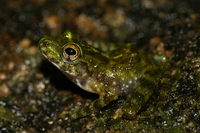 : Gephyromantis webbi