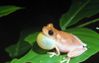 : Litoria pygmaea