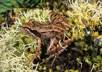 : Mantidactylus brevipalmatus