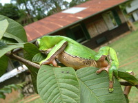 : Phyllomedusa bicolor