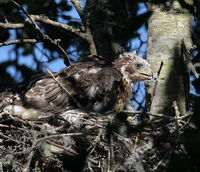 : Accipiter cooperii; Cooper's Hawk