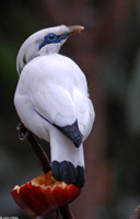 : Bali myna; Leucopsar Rothschildi