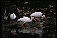 : Eudocimus albus; White Ibis